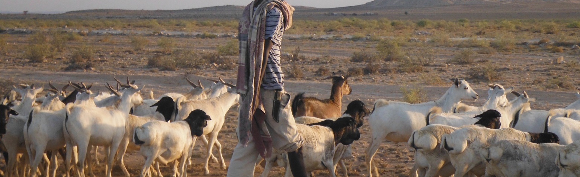 A man walks through a field with his flock of sheep