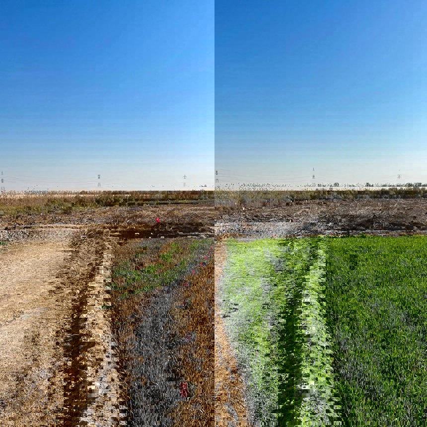 A growing crop next to land which is contaminated with explosives and can't be planted