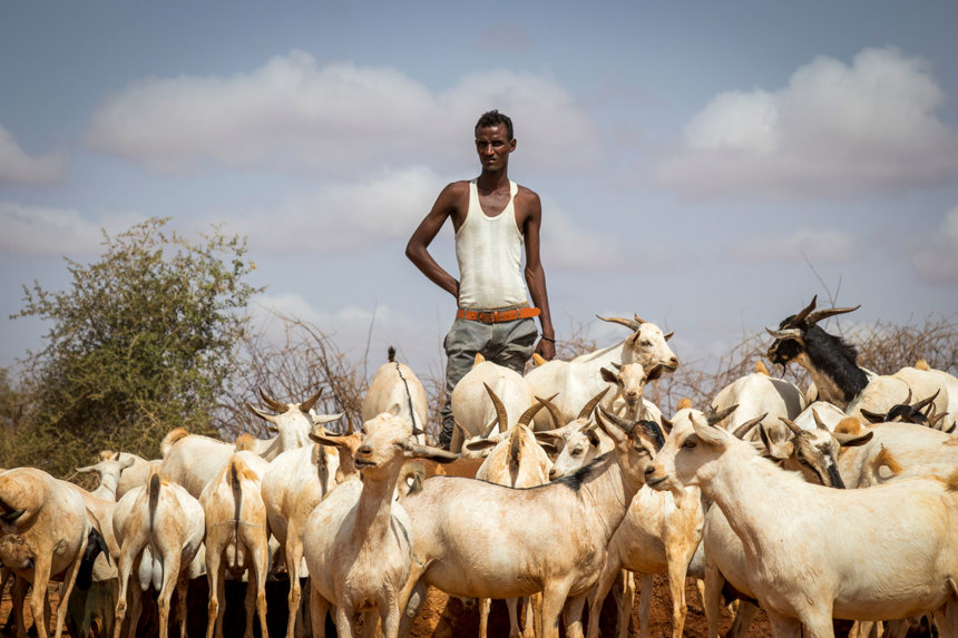 A herder stands among his many goats outside
