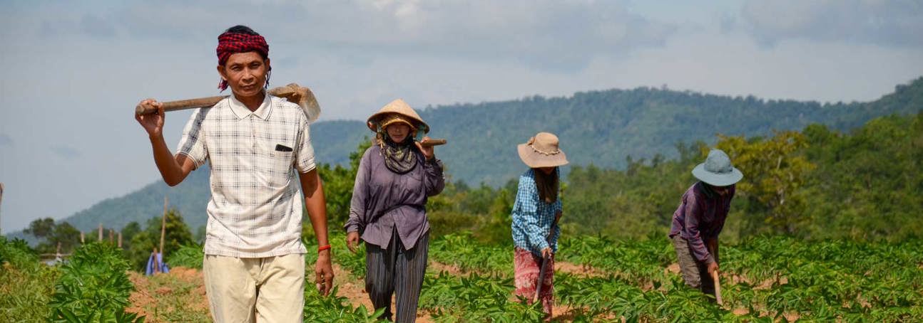 A group of farmers walk through a field in Cambodia wearing hats and carrying farming tools