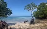 A tall tree stands in shallow turquoise water, with a small rowboat to the left side. 
