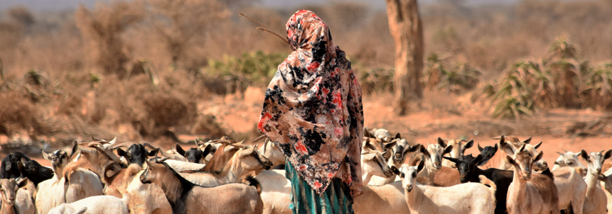 A woman herds her goats in a rural area