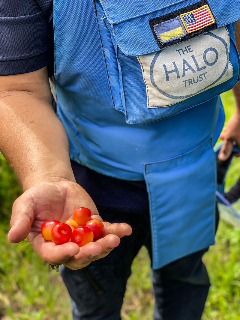 A HALO deminer holds tomatoes whilst wearing PPE
