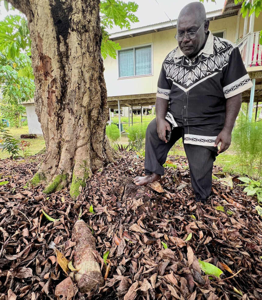A man looks at a US five-inch naval shell laying amongst the leaves under a large tree