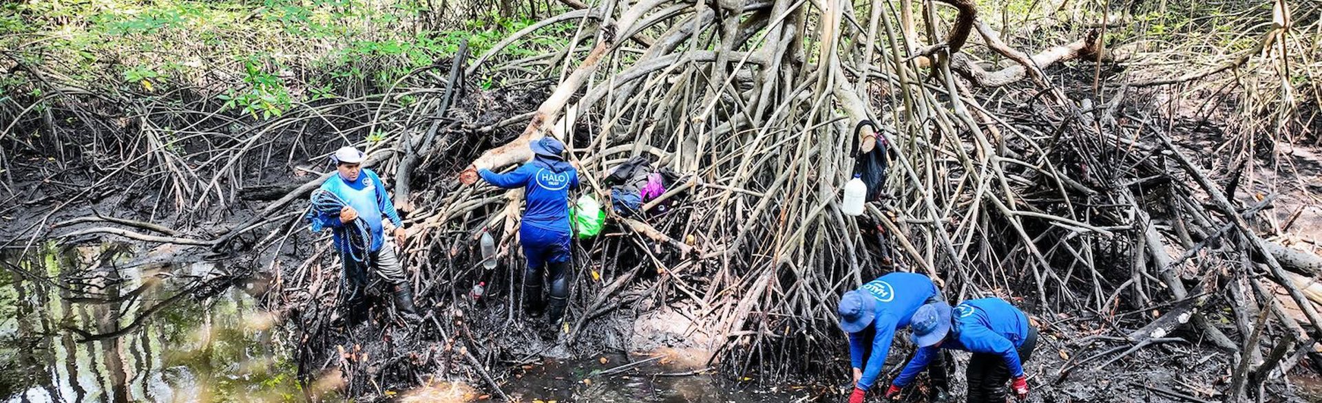 Deminers carry out demining activities around a mangrove
