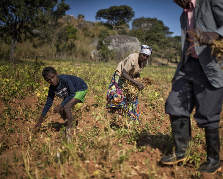 Farmers safely tending cleared lan d in Huambo, Angola