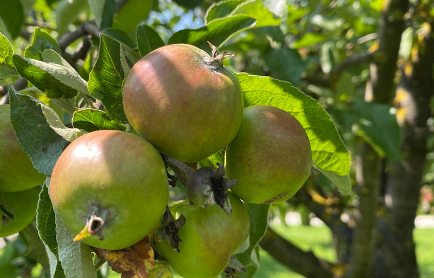 Apples growing on a tree