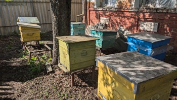 A Hidden Harvest in Mykolaivka