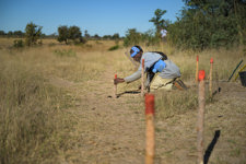 A HALO Deminer kneels and places a red stick to mark contamination in a minefield