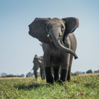 Link to Protecting the Okavango