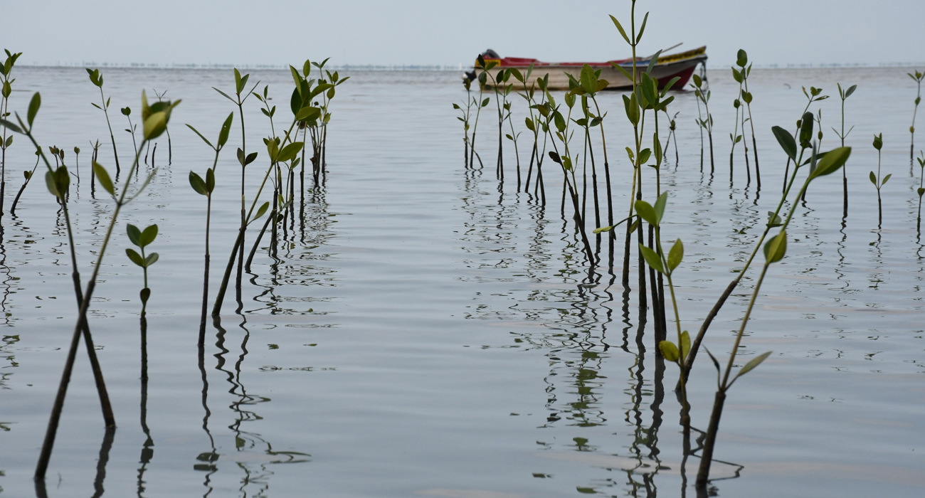 Rows of mangrove seedlings recently planted. A rowboat in the background.