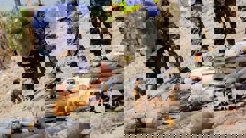 A person in a HALO vest and visor carefully handling a box among a stockpile of weapons in Honduras