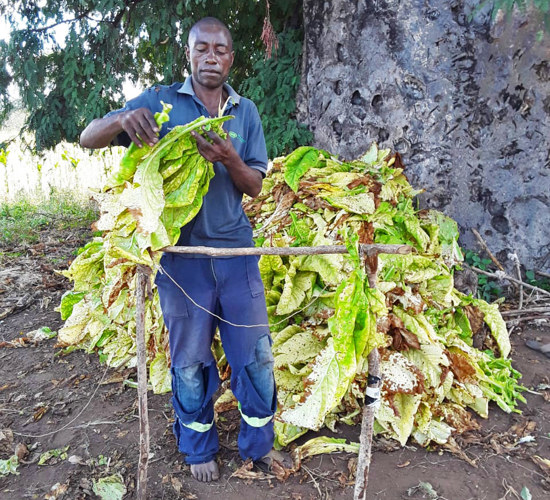 Joshua stands in front of his crop in Zimbabwe