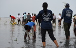 A crowd of people stand in shallow water planting mangrove seedlings.