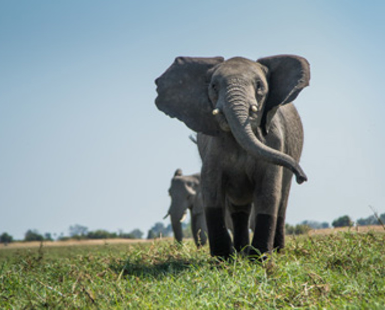 elephants walk through okavango conservation