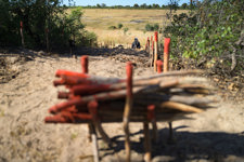 Red sticks, used to mark contamination on a minefield