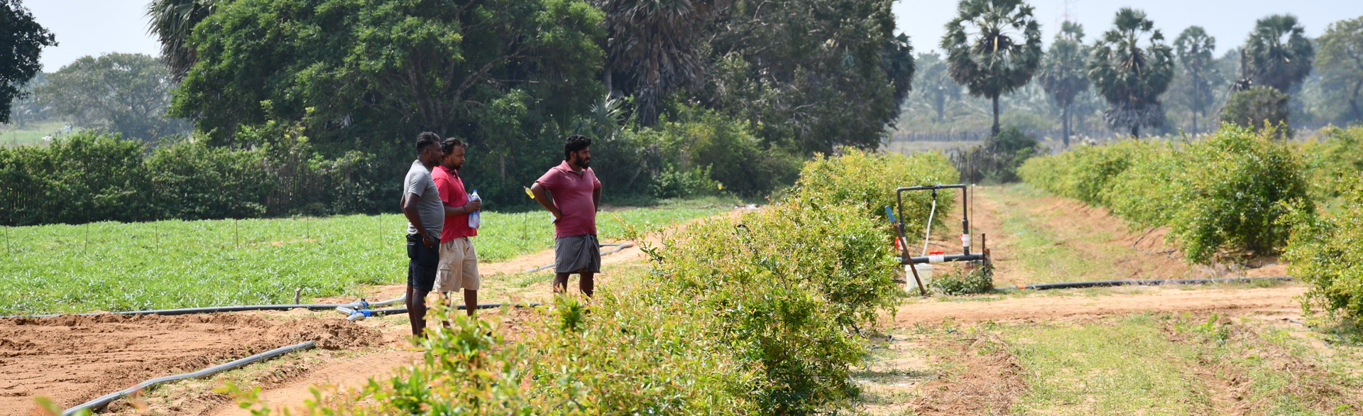Three men stand on the edge of a row of crops in a field.