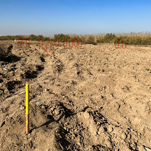 Yellow sticks mark where IEDs have been removed