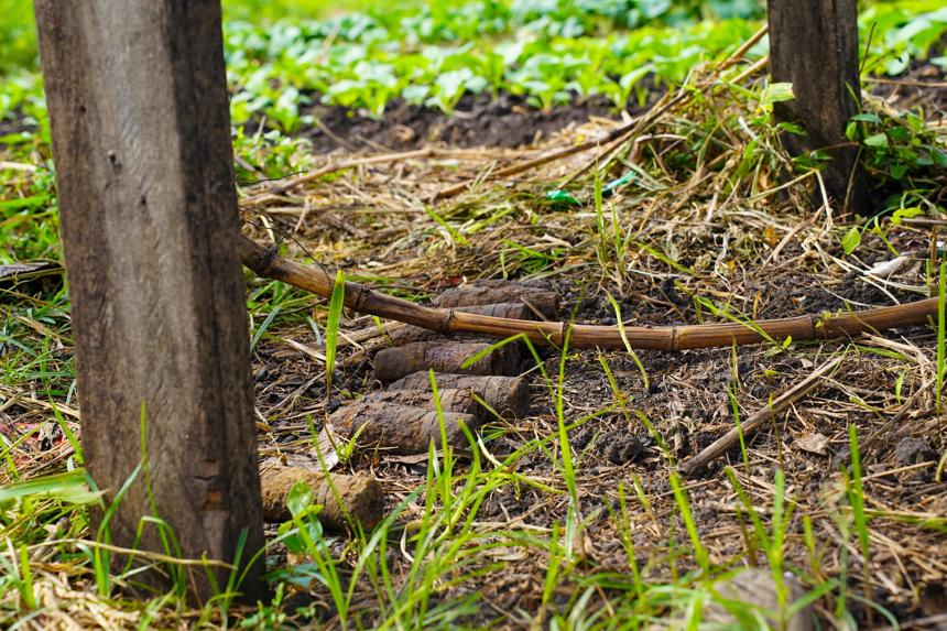 Some unexploded ordnance lays in the dirt with a bamboo pole marking them